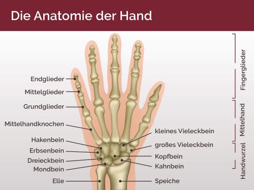 Die Anatomie der Hand